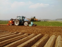 planten ruben